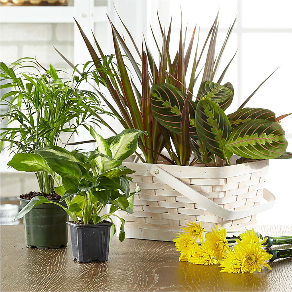 Florist Designed Blooming and Green Plants in a Basket – The Flower Gallery, Linden NJ