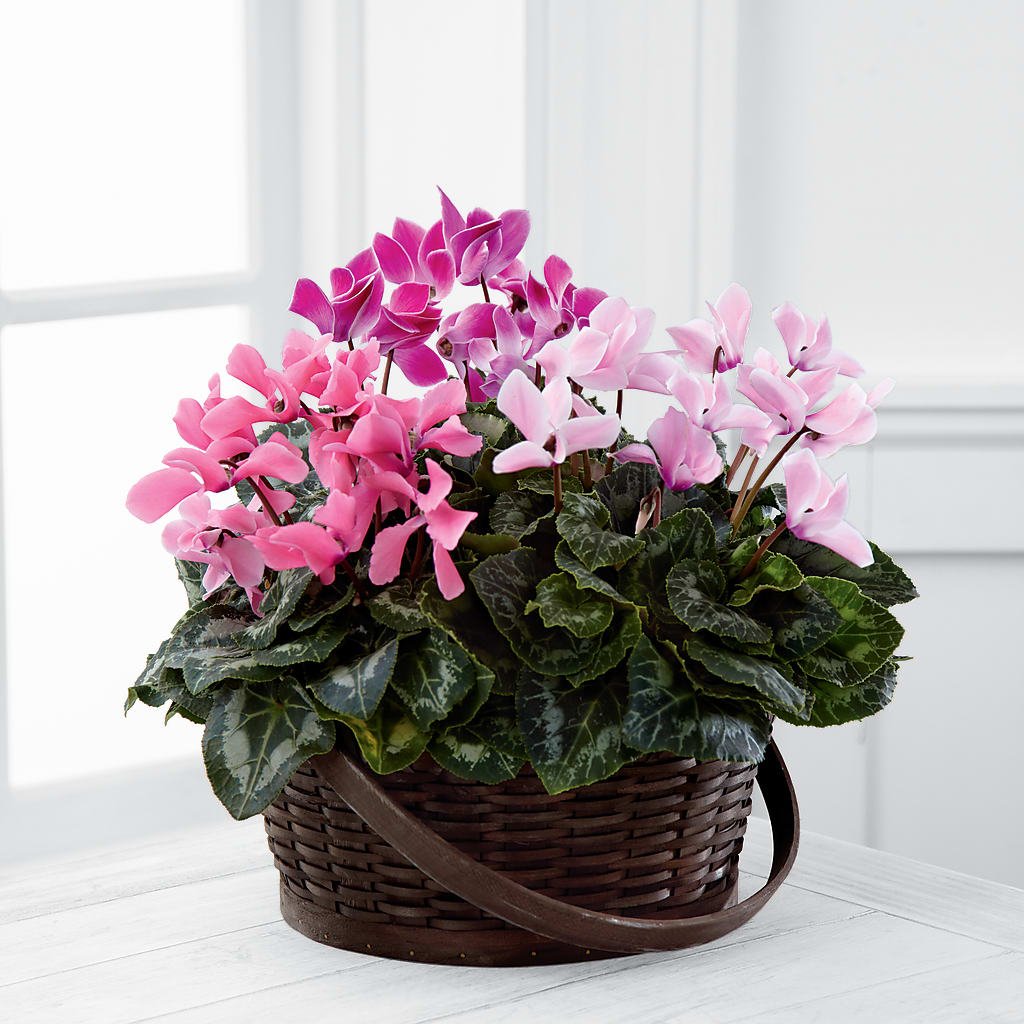 Mixed Cyclamen Planter – The Flower Gallery, Linden NJ