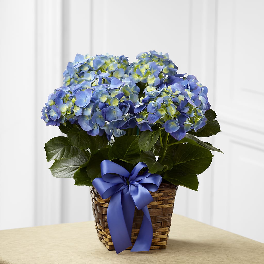 Blue Hydrangea Planter – The Flower Gallery, Linden NJ