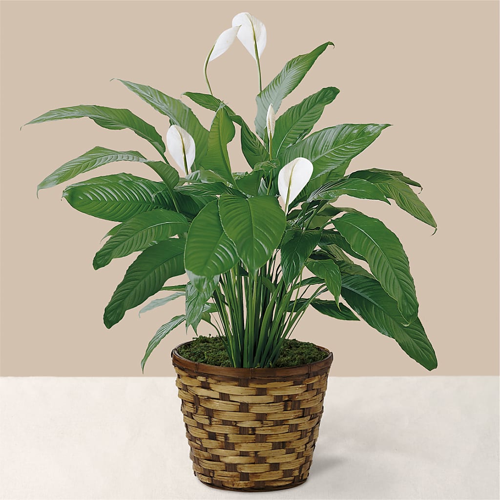 Tranquil Moments Peace Lily Plant – The Flower Gallery, Linden NJ