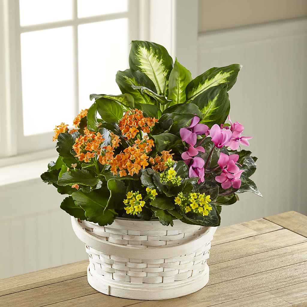 Color Crush Dishgarden – The Flower Gallery, Linden NJ