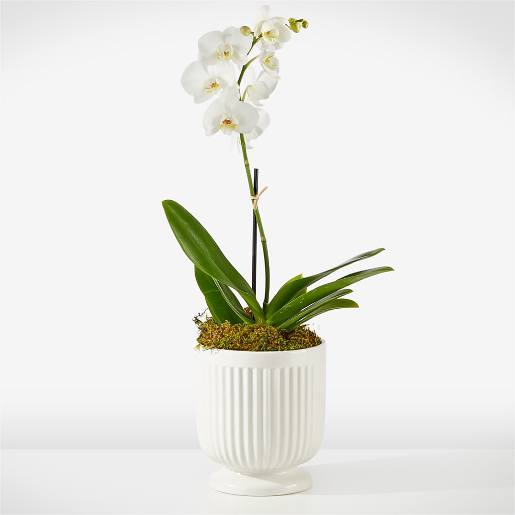 Whispering White Orchid – The Flower Gallery, Linden NJ