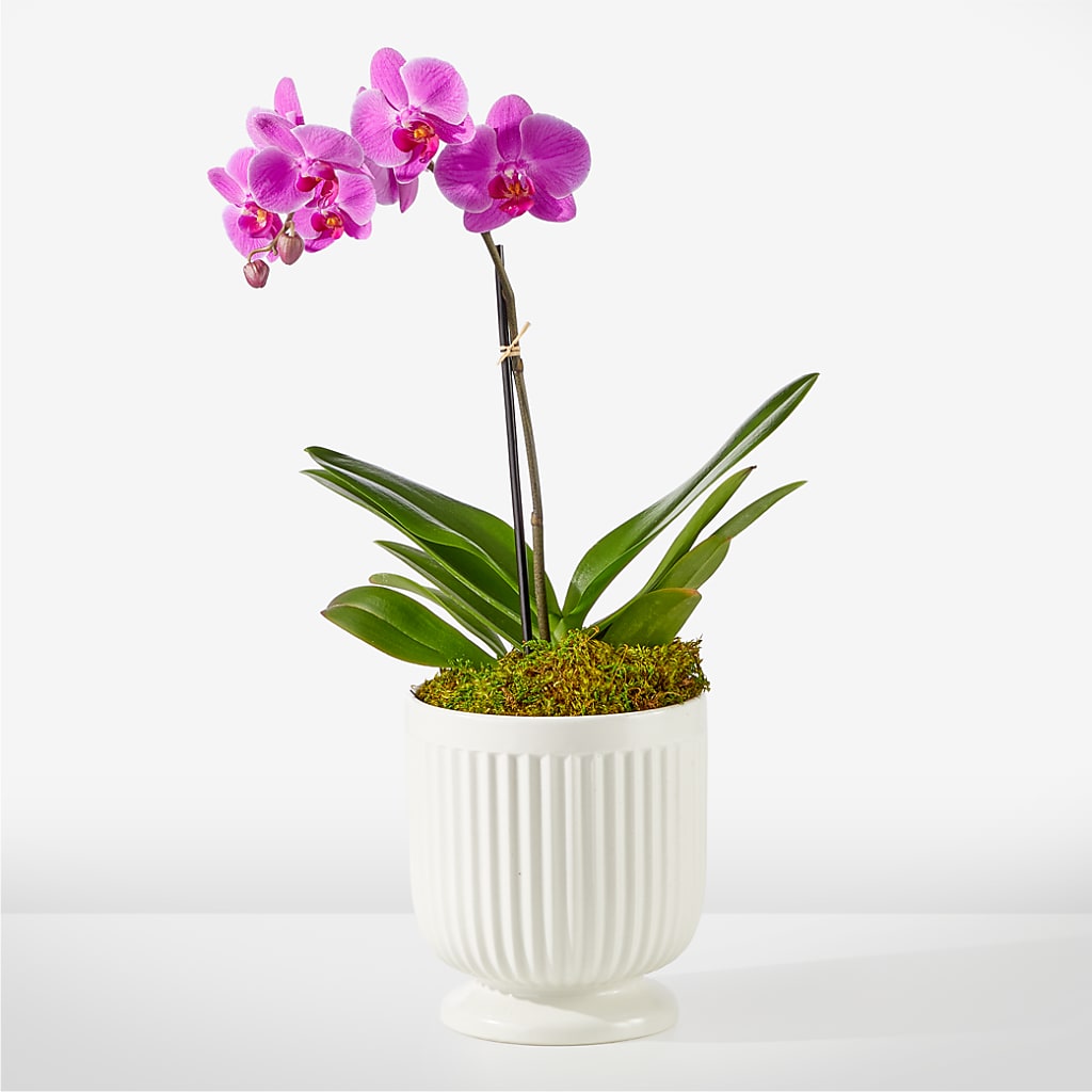Friendly Fuchsia Orchid – The Flower Gallery, Linden NJ