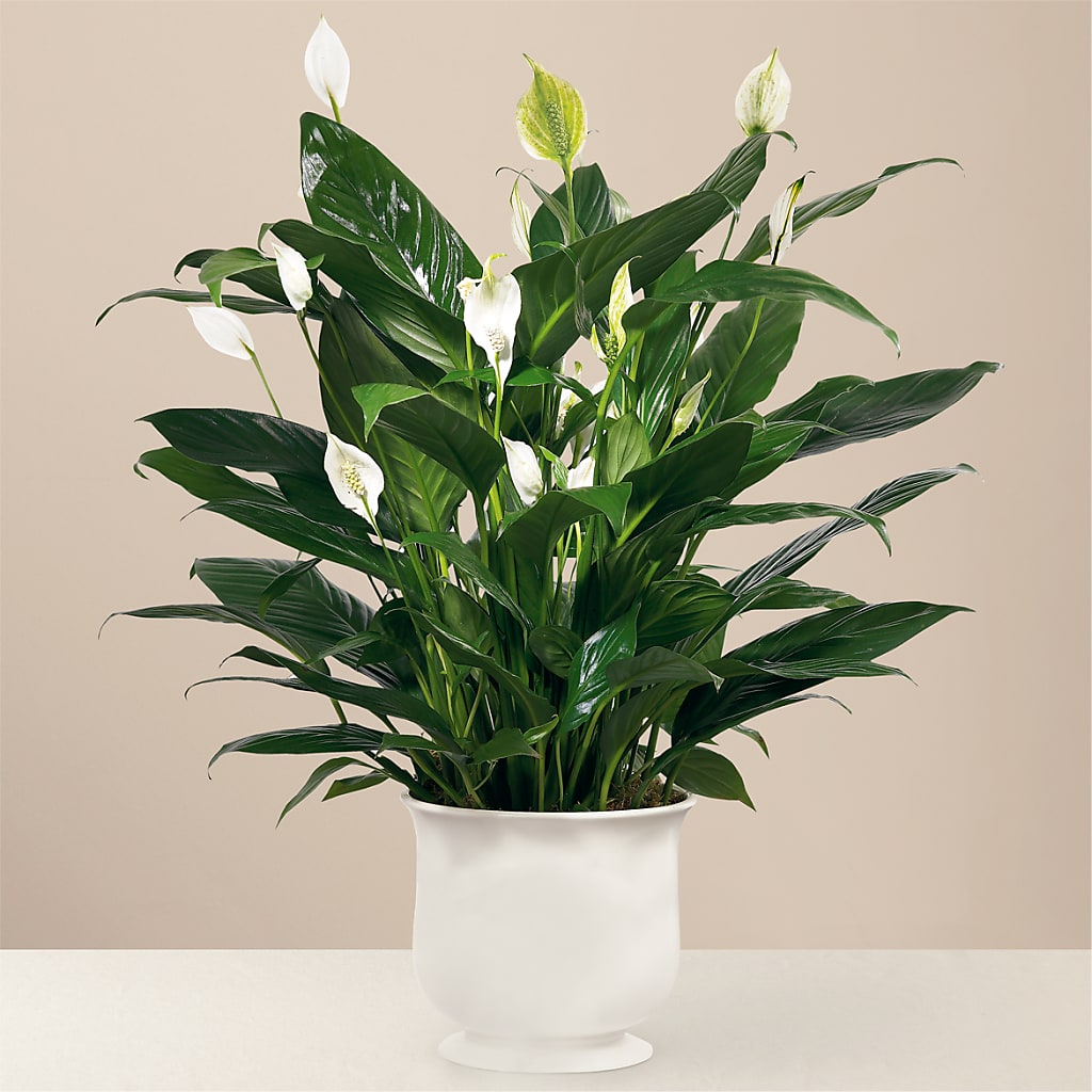 Comfort Planter – The Flower Gallery, Linden NJ