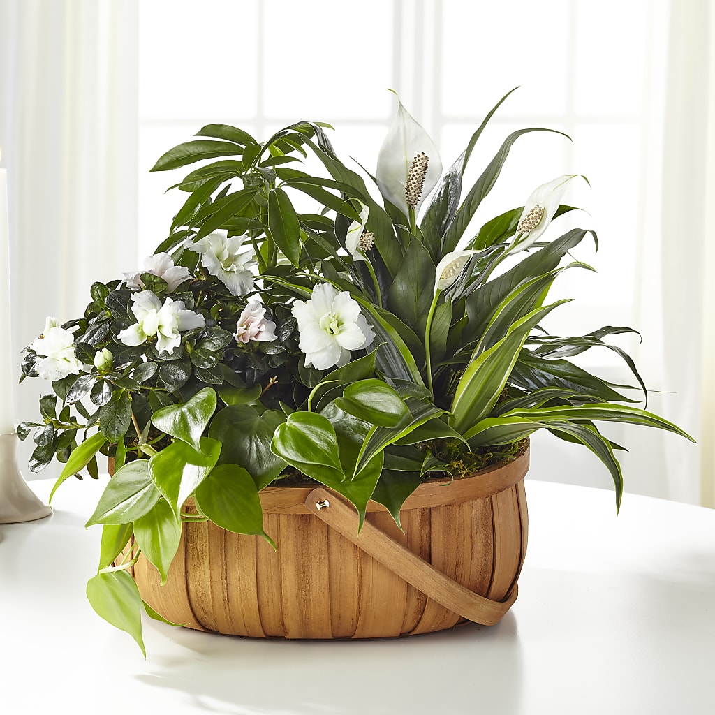 Serene Dishgarden – The Flower Gallery, Linden NJ