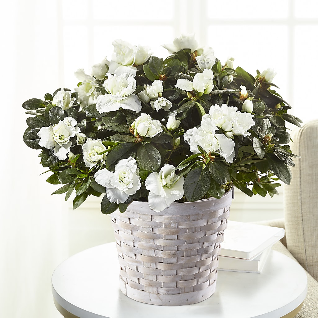 White Azalea Plant – The Flower Gallery, Linden NJ