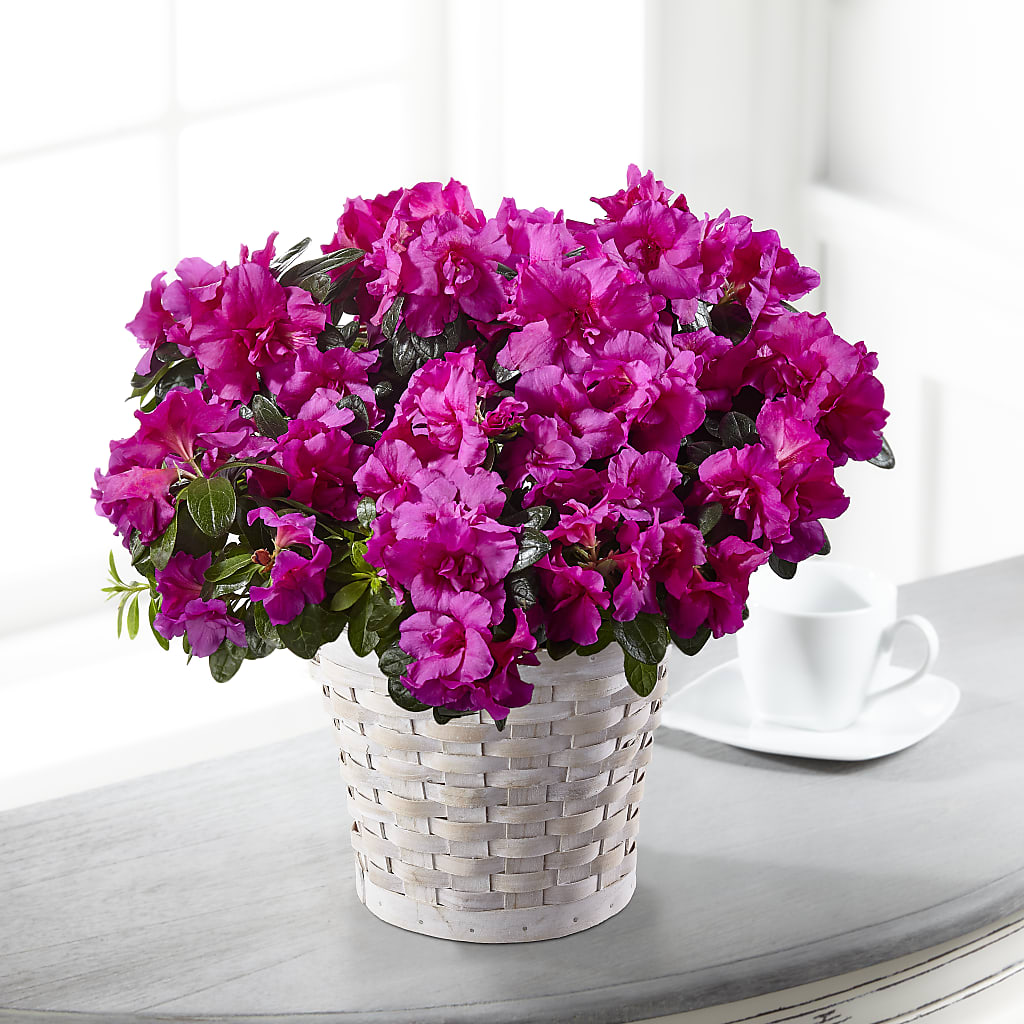 Hope & Serenity Azalea Plant – The Flower Gallery, Linden NJ