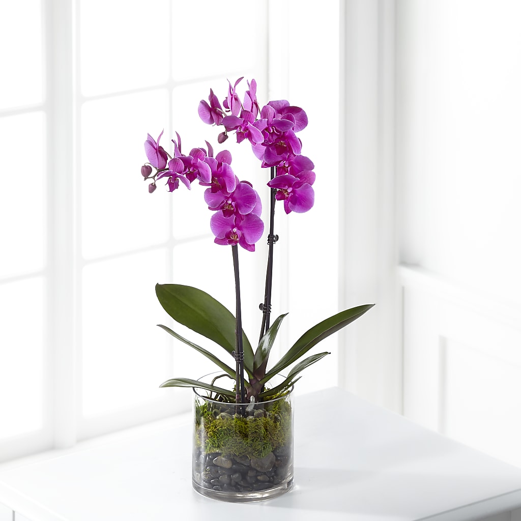 Pink Orchid Plant – The Flower Gallery, Linden NJ