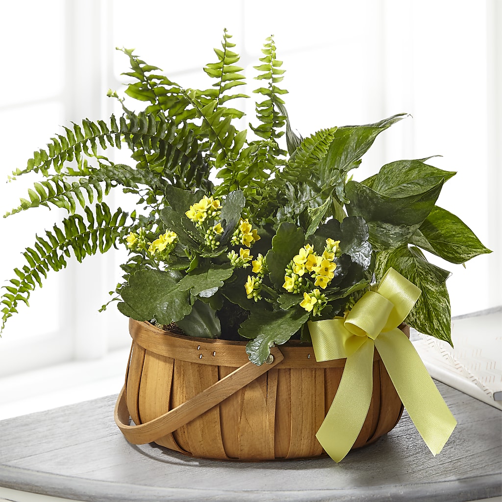 Always Dear Dishgarden – The Flower Gallery, Linden NJ