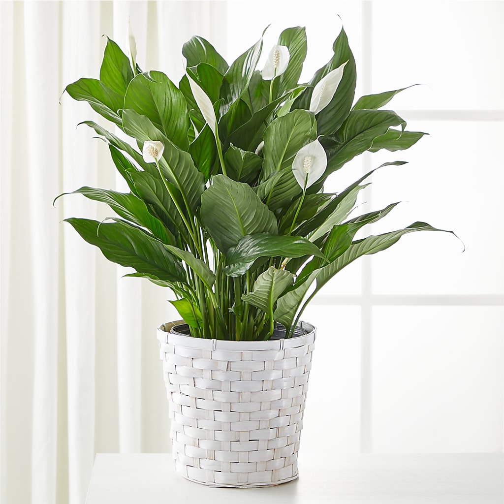A New Leaf Peace Lily – The Flower Gallery, Linden NJ