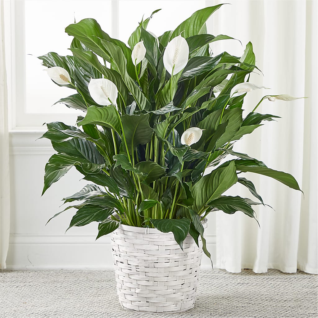 A New Leaf Peace Lily – The Flower Gallery, Linden NJ