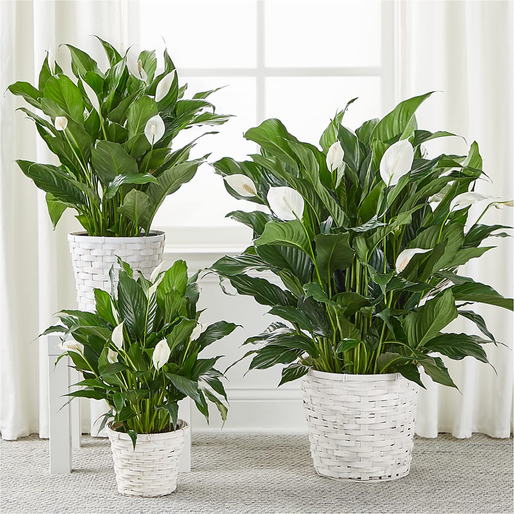 A New Leaf Peace Lily – The Flower Gallery, Linden NJ