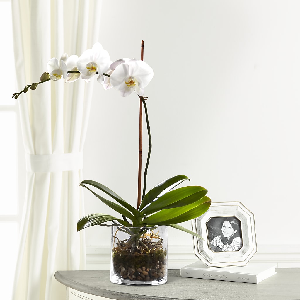 White Orchid Planter – The Flower Gallery, Linden NJ
