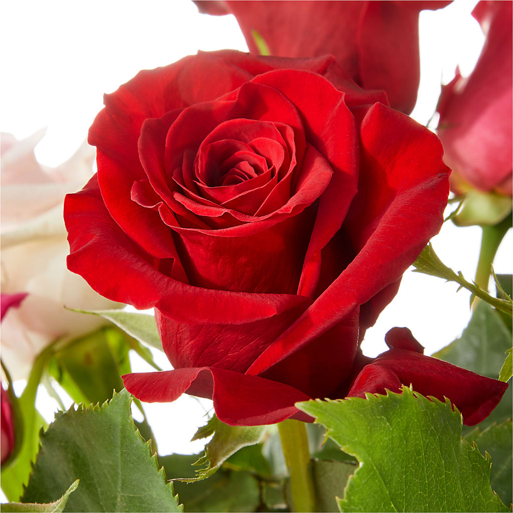 Love Notes Rose Bouquet – The Flower Gallery, Linden NJ