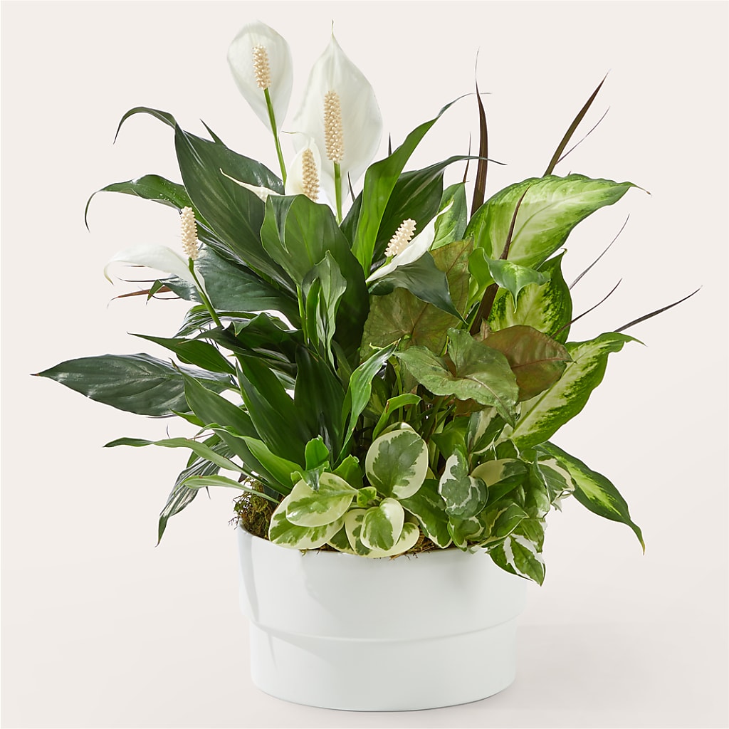 Radiating Positivity Dishgarden – The Flower Gallery, Linden NJ