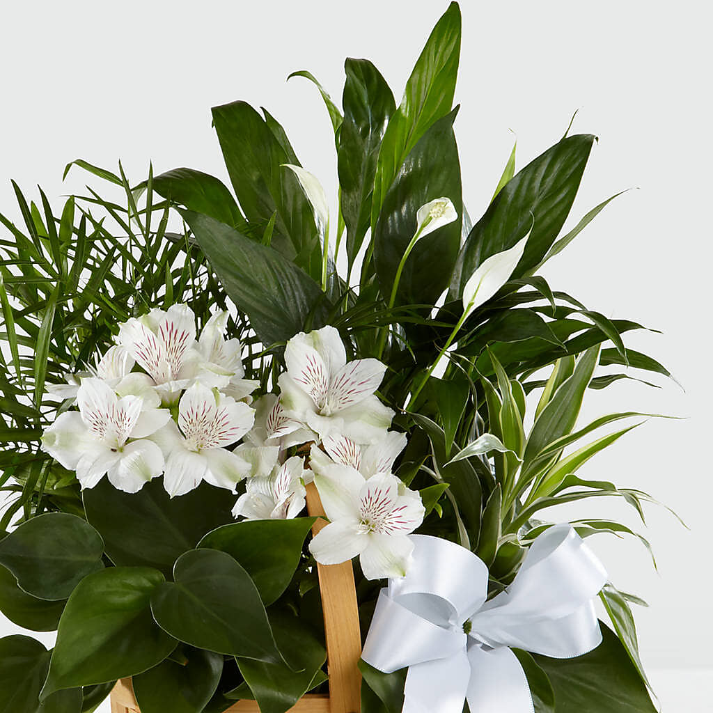 Peace & Serenity Dishgarden –  The Flower Gallery, Linden NJ