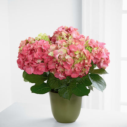 Pink Hydrangea Planter –  The Flower Gallery, Linden NJ