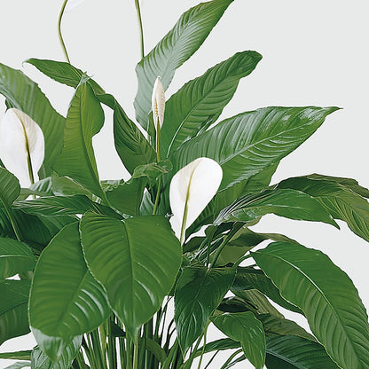 Tranquil Moments Peace Lily Plant –  The Flower Gallery, Linden NJ