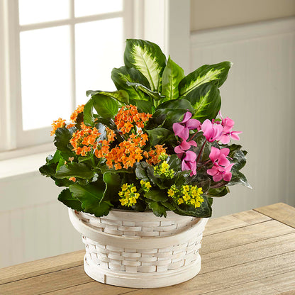Color Crush Dishgarden –  The Flower Gallery, Linden NJ