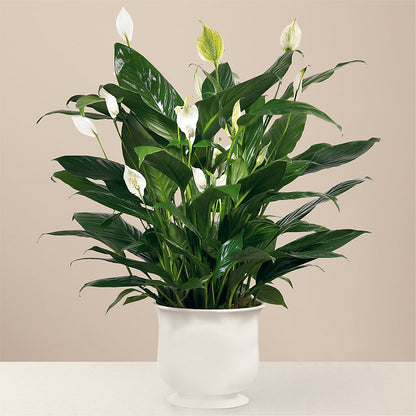 Comfort Planter –  The Flower Gallery, Linden NJ