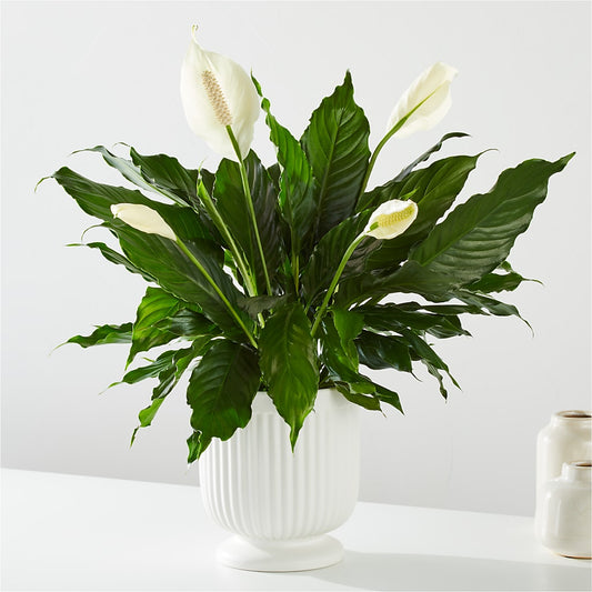 Comfort Planter –  The Flower Gallery, Linden NJ