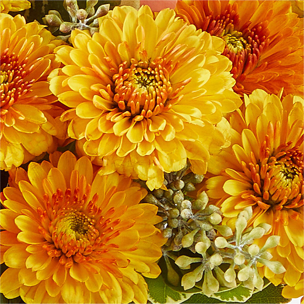 Peachy Pumpkin –  The Flower Gallery, Linden NJ