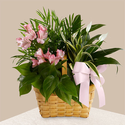 Living Spirit Dishgarden –  The Flower Gallery, Linden NJ