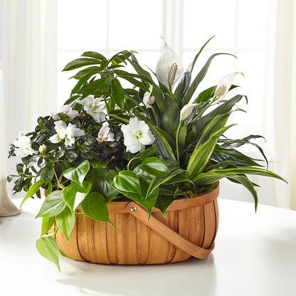 Serene Dishgarden –  The Flower Gallery, Linden NJ